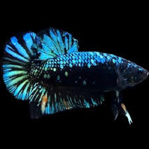 Betta splendens - Siamesischer kampffisch männlich halfmoon avatar